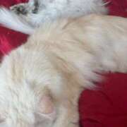 ヒメ日記 2025/07/20 07:45 投稿 ふうか♡ ゆるふわ癒し系！！ if(イフ) 中村店