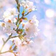 ヒメ日記 2025/03/30 01:33 投稿 るか ぱい LOVE YOU