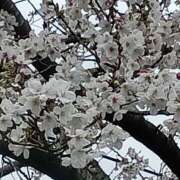 ヒメ日記 2026/04/08 13:06 投稿 るか ぱい LOVE YOU