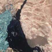 ヒメ日記 2025/06/27 11:59 投稿 ゆずりは SUZUME