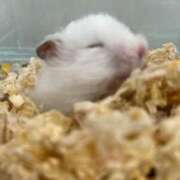 ヒメ日記 2025/03/25 13:43 投稿 うー ナメすぎサークル立川店