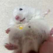 ヒメ日記 2025/03/29 22:33 投稿 うー ナメすぎサークル立川店