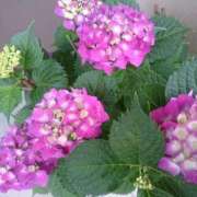 ヒメ日記 2025/05/06 09:31 投稿 片岡 サチ 熟女・人妻マダム宮殿