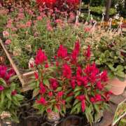 ヒメ日記 2025/06/29 21:02 投稿 片岡 サチ 熟女・人妻マダム宮殿