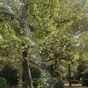 ヒメ日記 2025/04/29 04:25 投稿 陽 谷町人妻ゴールデン倶楽部