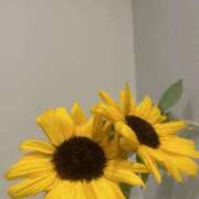 ヒメ日記 2025/05/29 09:50 投稿 陽 谷町人妻ゴールデン倶楽部