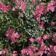 ヒメ日記 2025/06/12 09:55 投稿 陽 谷町人妻ゴールデン倶楽部