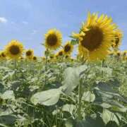 ヒメ日記 2025/07/08 09:55 投稿 陽 谷町人妻ゴールデン倶楽部
