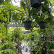 ヒメ日記 2025/08/18 10:45 投稿 陽 谷町人妻ゴールデン倶楽部