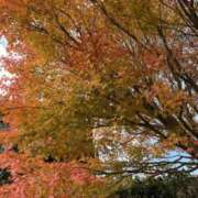 ヒメ日記 2025/11/13 09:30 投稿 陽 谷町人妻ゴールデン倶楽部