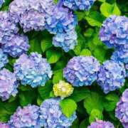 ヒメ日記 2025/06/19 12:00 投稿 紗良 変態プレイ専門店 マニアック女人館 本館