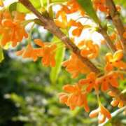 ヒメ日記 2025/10/11 09:30 投稿 紗良 変態プレイ専門店 マニアック女人館 本館