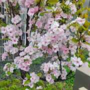 ヒメ日記 2026/04/23 17:30 投稿 紗良 変態プレイ専門店 マニアック女人館 本館