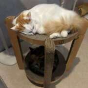 ヒメ日記 2025/03/22 11:20 投稿 はるみ 千葉サンキュー