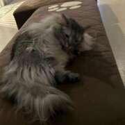 ヒメ日記 2025/03/24 15:42 投稿 はるみ 千葉サンキュー