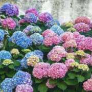 ヒメ日記 2025/06/03 10:20 投稿 みさ 待ちナビ