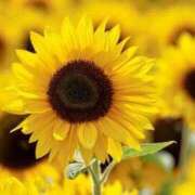 ヒメ日記 2025/08/12 22:36 投稿 みさ 待ちナビ