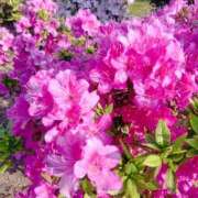 ヒメ日記 2025/04/29 19:31 投稿 みやび エロいお姉さん倶楽部