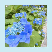 ヒメ日記 2025/06/08 07:14 投稿 いちか ハピネス東京