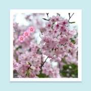 ヒメ日記 2026/03/21 06:27 投稿 いちか ハピネス東京