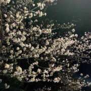 ヒメ日記 2025/04/03 22:55 投稿 ゆき ドMな団地妻 名古屋・池下店