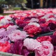 ヒメ日記 2025/05/05 20:18 投稿 松園佳代 五十路マダム愛されたい熟女たち 福山店(カサブランカグループ)