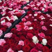 ヒメ日記 2025/11/20 12:40 投稿 松園佳代 五十路マダム愛されたい熟女たち 福山店(カサブランカグループ)