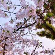 ヒメ日記 2026/03/31 13:08 投稿 松園佳代 五十路マダム愛されたい熟女たち 福山店(カサブランカグループ)