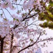 ヒメ日記 2026/04/10 12:44 投稿 松園佳代 五十路マダム愛されたい熟女たち 福山店(カサブランカグループ)