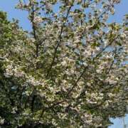 あおい さてと。 福岡飯塚田川ちゃんこ