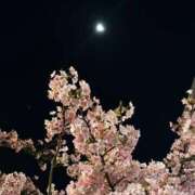 美彩 桜味あるあるな季節🌸 夕月