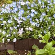 美彩 一期一会🌷 夕月