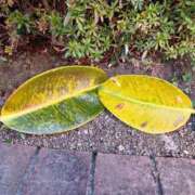 ヒメ日記 2025/03/22 08:52 投稿 こころ 熟女の風俗最終章 池袋店