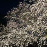 ヒメ日記 2025/04/13 17:37 投稿 愛媛みかん e女商事 池袋店