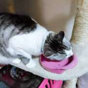 ヒメ日記 2025/04/11 19:46 投稿 桜井ともか 五十路マダム 郡山店