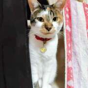 ヒメ日記 2025/05/03 02:16 投稿 桜井ともか 五十路マダム 郡山店