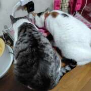 ヒメ日記 2025/05/17 18:26 投稿 桜井ともか 五十路マダム 郡山店