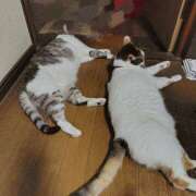 ヒメ日記 2025/06/19 20:04 投稿 桜井ともか 五十路マダム 郡山店