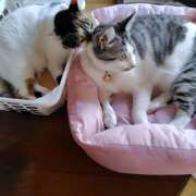 ヒメ日記 2025/07/30 12:50 投稿 桜井ともか 五十路マダム 郡山店