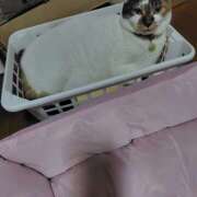 ヒメ日記 2025/07/31 00:08 投稿 桜井ともか 五十路マダム 郡山店