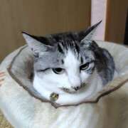 ヒメ日記 2025/11/29 01:28 投稿 桜井ともか 五十路マダム 郡山店