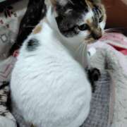 ヒメ日記 2025/11/29 20:00 投稿 桜井ともか 五十路マダム 郡山店