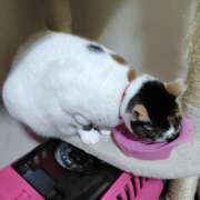 ヒメ日記 2025/11/30 20:16 投稿 桜井ともか 五十路マダム 郡山店