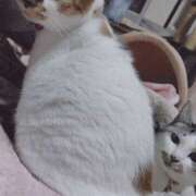 桜井ともか おはようございます(*^^*) 五十路マダム 郡山店