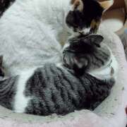 ヒメ日記 2026/01/19 18:54 投稿 桜井ともか 五十路マダム 郡山店