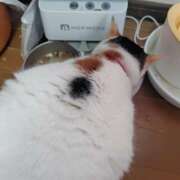 ヒメ日記 2026/02/01 15:58 投稿 桜井ともか 五十路マダム 郡山店