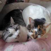 ヒメ日記 2026/02/08 14:54 投稿 桜井ともか 五十路マダム 郡山店