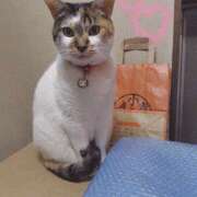 ヒメ日記 2026/02/12 18:34 投稿 桜井ともか 五十路マダム 郡山店