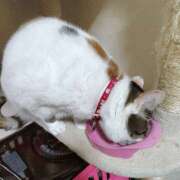 ヒメ日記 2026/02/23 20:46 投稿 桜井ともか 五十路マダム 郡山店