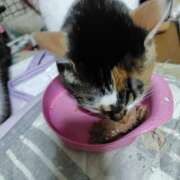 桜井ともか お礼日記(*^^*) 五十路マダム 郡山店